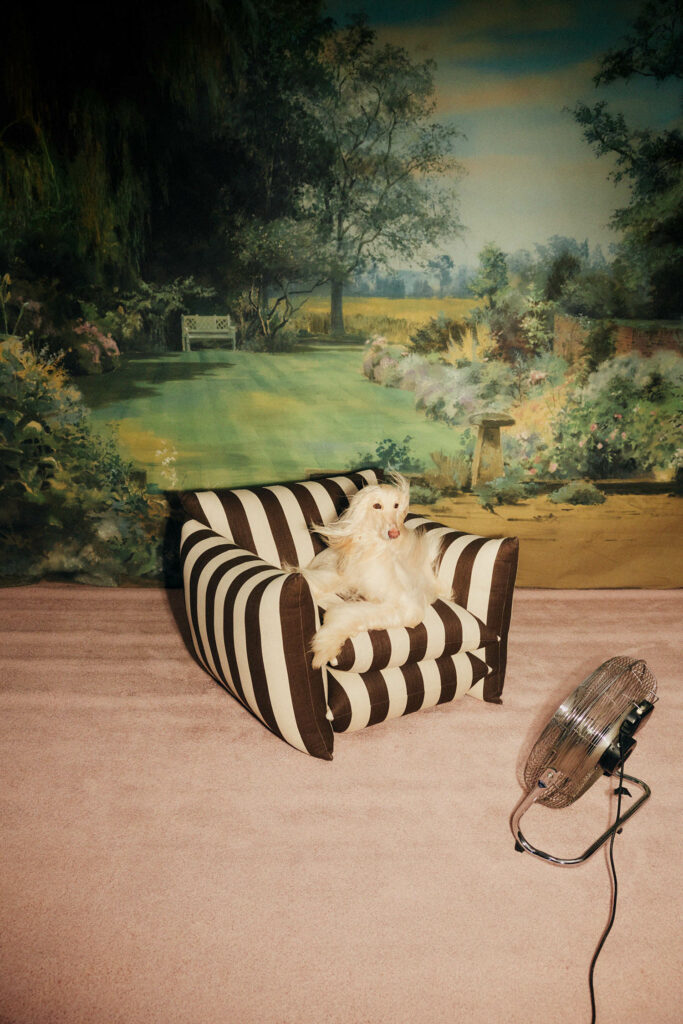 dog posing in black striped chair